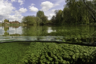 Split level view of the River Itchen, with aquatic plants: Blunt-fruited Water-starwort (Callitriche obtusangula) Itchen Stoke Mill is visible on the left