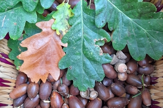 Acorns and acorn leaves in a basket