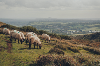 View of Mendip Hills in Somerset, with sheep in forefront of the image.