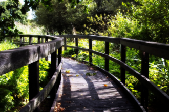 Wooden boardwalk at Avalon Marshes