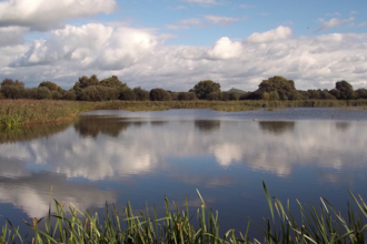 View of Avalon Marshes
