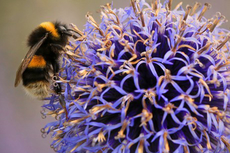 Bumblebee on purple flower