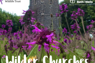 Wilder Churches square showing native wildflowers growing in a Somerset churchyard