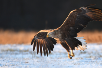 White-tailed eagle in flight