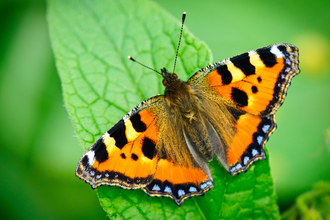 Small tortoiseshell butterfly on green leaf