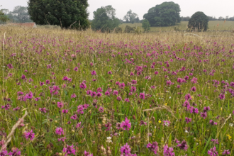 Coronation Meadow in Somerset