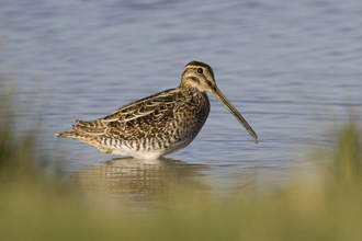 Snipe standing in water