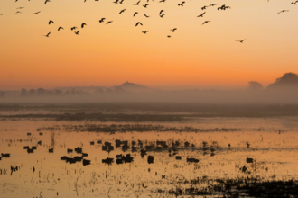 A landscape view at sunset of Catcott Nature Reserve