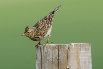 Bright image of skylark (bird) on fence post with green background