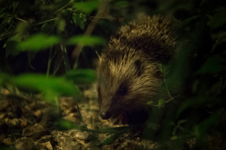 A hedgehog moving through weeds in a garden