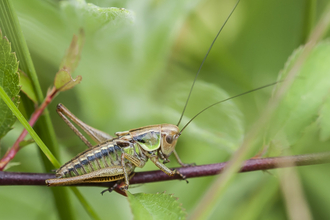 Bog bush-cricket