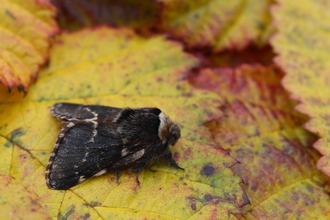 A December moth standing on a a yellow leaf. It's a fluffy moth with wavy cream lines across its charcoal wings