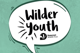 Wilder Youth instagram graphic