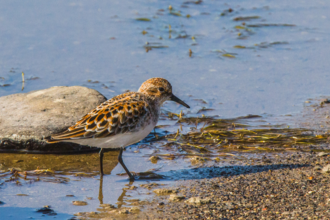 Little stint wading at waters edge