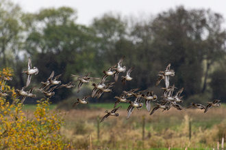 Teal flying over Greylake