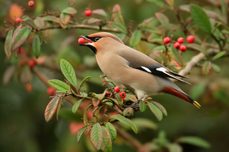 Waxwing