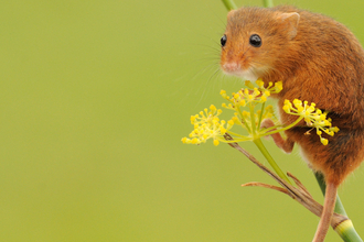 harvest mouse