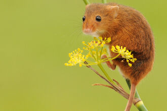 harvest mouse