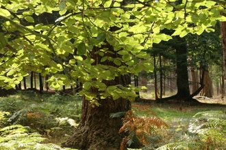 St. Audries, Forestry England