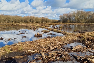 Blue sky and cloud reflection over a restored peatland area 