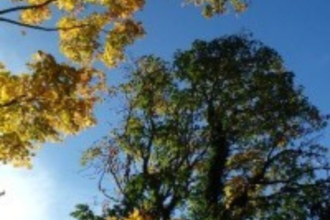 Looking up into a tree canopy with blue skies