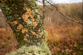 lichen on a tree