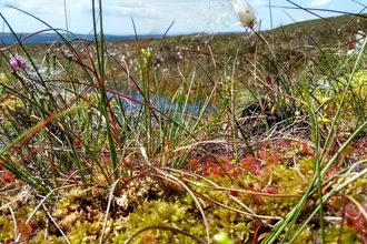 Peatland plants