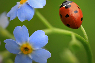 A 7-spot ladybird, with 7 black spots on its red back, climbs a blue forget me not