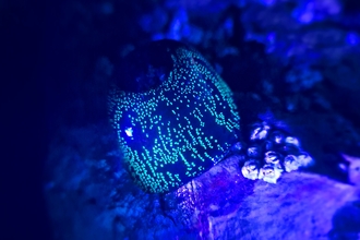 Anemone Night