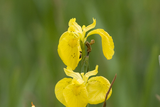 Yellow flag iris