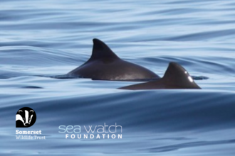 Sea Watch event header