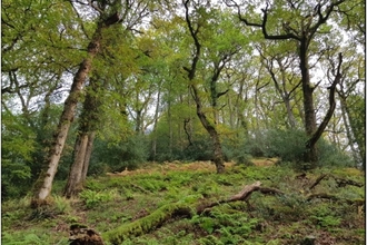 Horner Rainforest