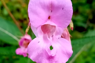 Image of a Himalayan balsam flower