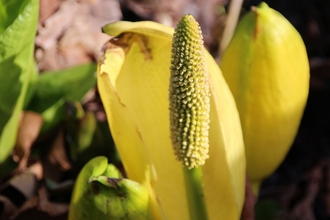 Image of an American skunk-cabbage flower