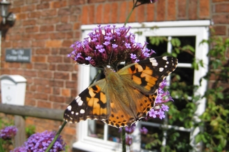 wildlife garden