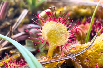 Bright, colourful image of round-leaved sundew