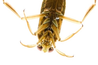 Common backswimmer