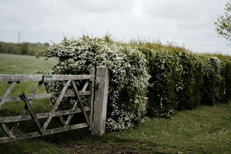Hedgerow