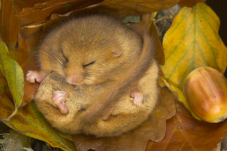 Hibernating dormouse