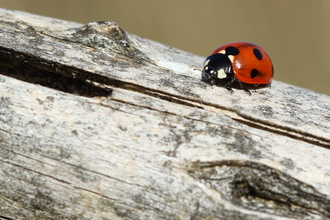 7-spot ladybird on a log