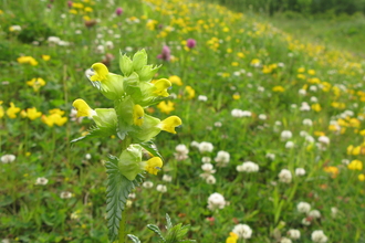 Meadow