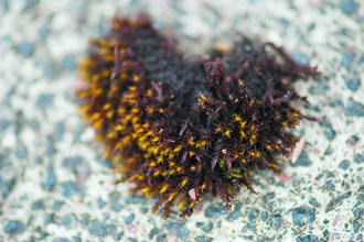Moss heart