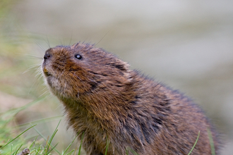 Water vole sniffing the air