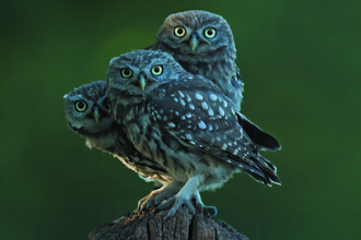Three owlets