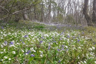 The open woodland canopy supports an impressive display of bluebells and ramsons.
