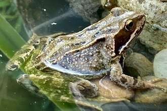 Common frog in a pond