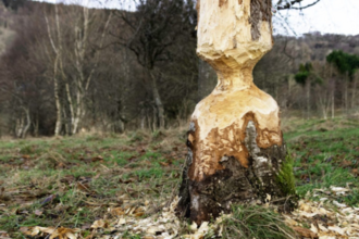 A tree that has been foraged on by beavers