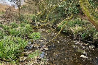 A beck runs through rewilding site Heal Somerset with trees on the riverbank