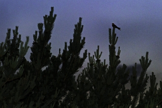 a nightjar sitting at the top of a pine tree, silhouetted against a dark blue late evening sky