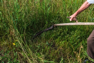 man cutting grass with scythe